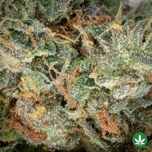 Death Bubba (AAA+) - Image 3