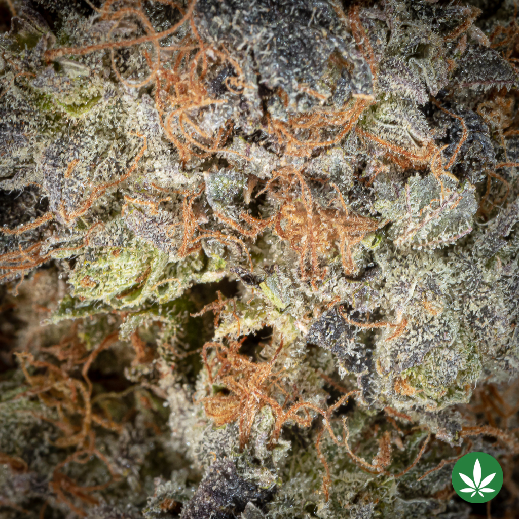 Alternative view of Death Bubba (AAA)