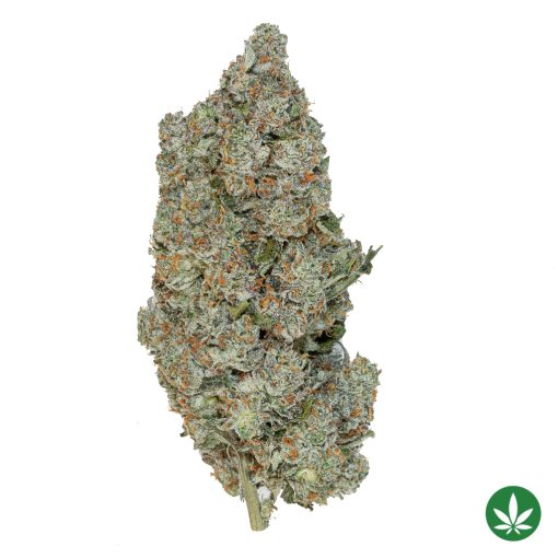 Gelato (AAAA+)