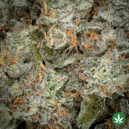 Gelato (AAAA+) - Image 2