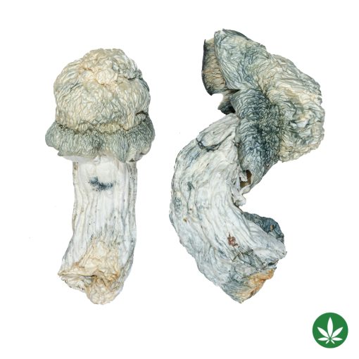 Albino Penis Envy