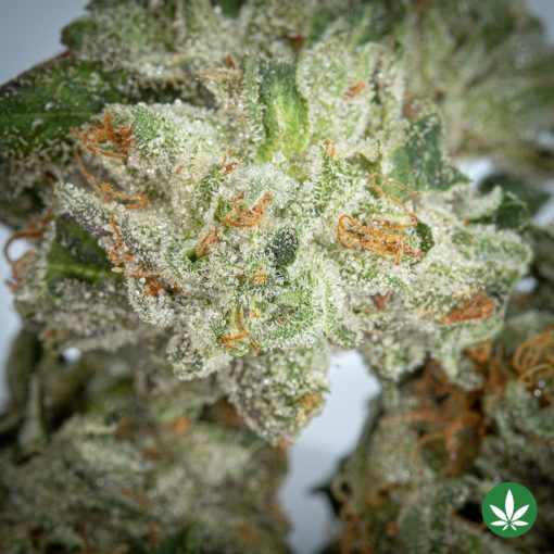 Death Bubba (AAAA+) - Smalls Only - Image 2