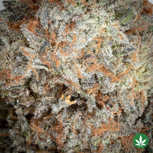 Orange Blossom Trail (AAAA+) - Image 2