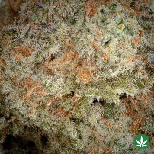 Alternative view of Purple MAC (AAA+)