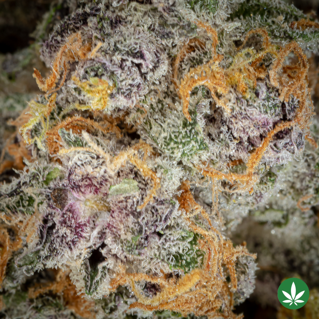 Apex Kush (AAAA+) - Image 2