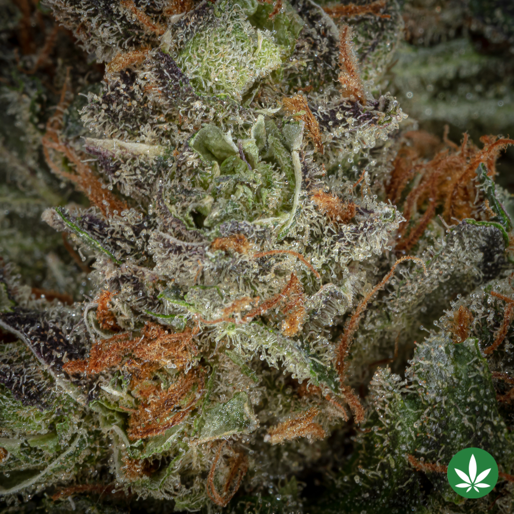 Miami Haze (AAAA+) - Image 2