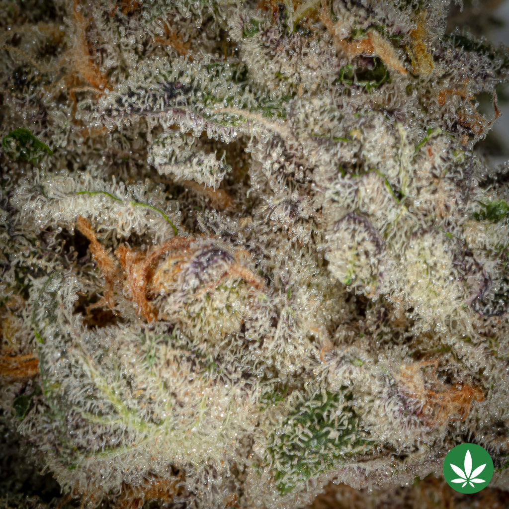 Cereal Milk (AAAA+) - Image 2