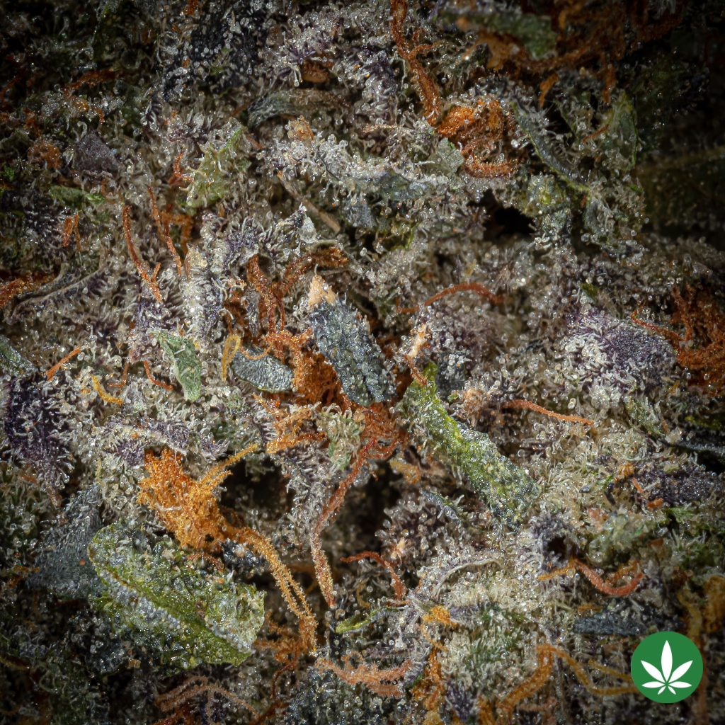 Creme Brulee (AAAA+) - Image 2