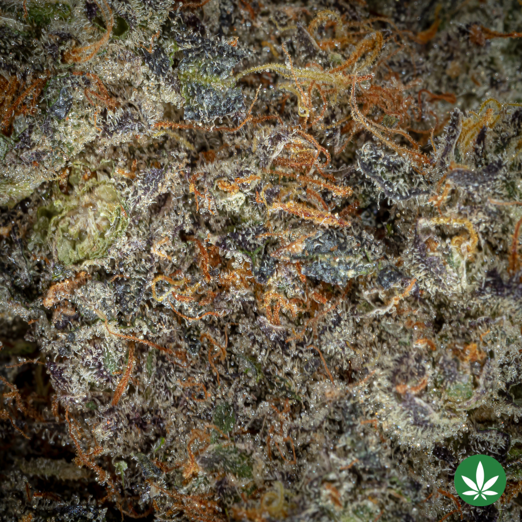 Gold Cash Gold (AAAA+) - Image 2