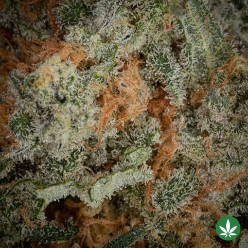 Alternative view of Sundae Driver (AAAA+)