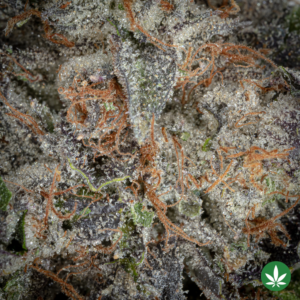 Alternative view of Tom Ford Pink Kush (AAAA+) - Smalls Only