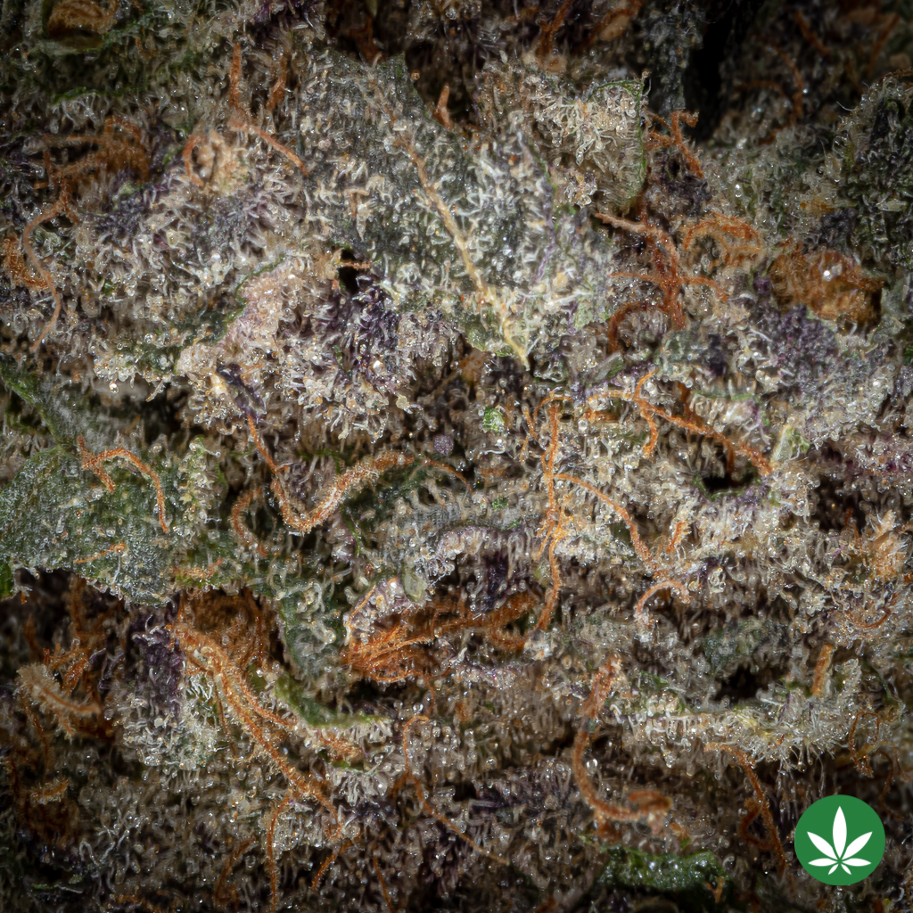 Udder Madness (AAAA+) - Image 3