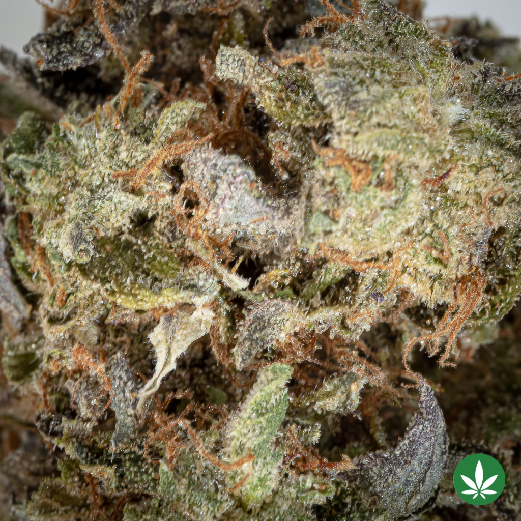 Alternative view of Black Tuna (AAA)