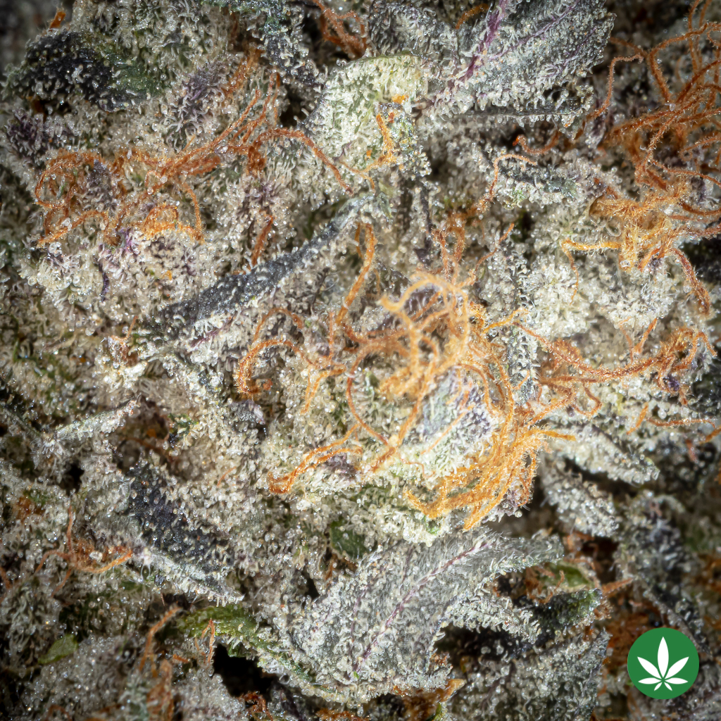 Alternative view of Platinum Purple Candy (AAAA+)