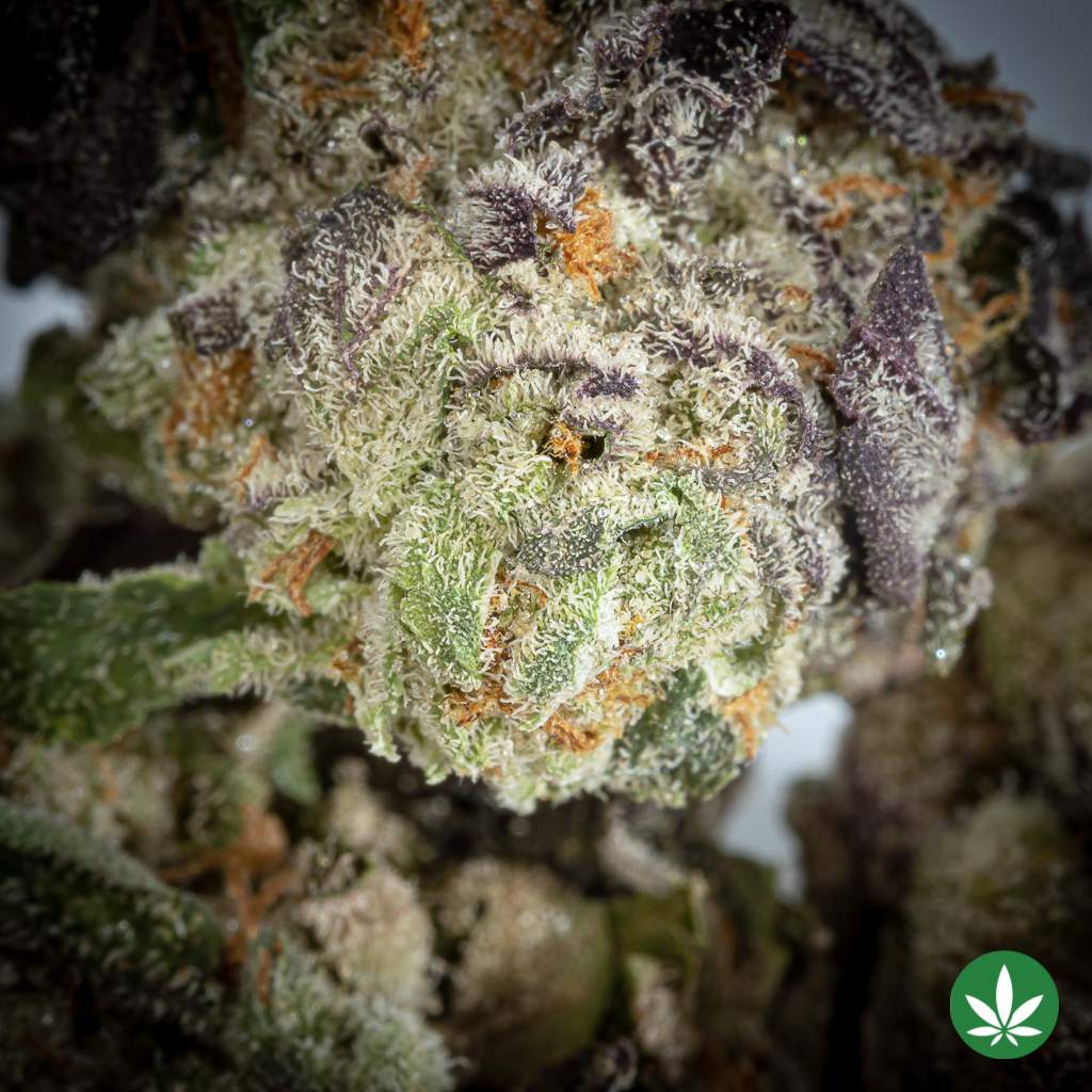 Alternative view of Scented Marker (AAAA+) - Smalls Only