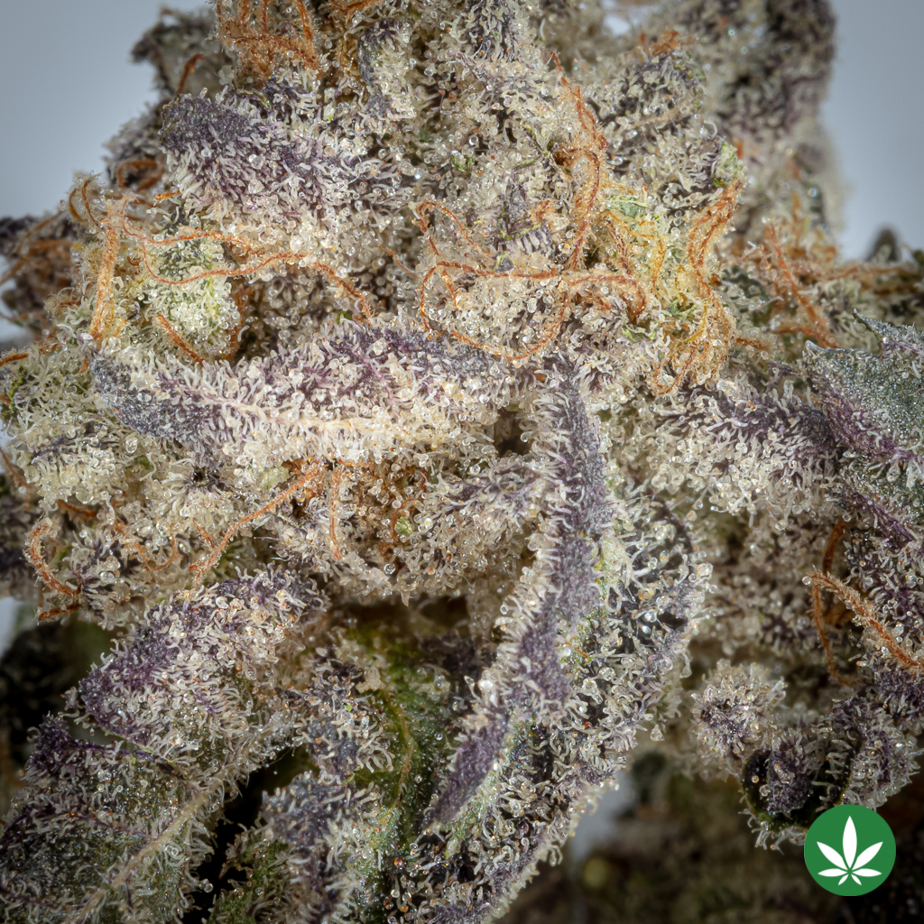 Alternative view of Gastro Pop LSO (AAAA+) - Smalls Only