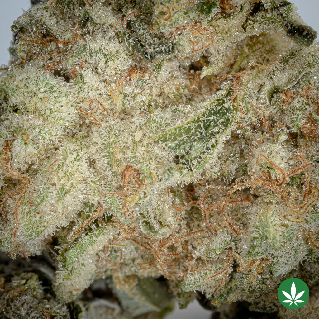 Alternative view of Animal Mints (AAAA+) - Small Only