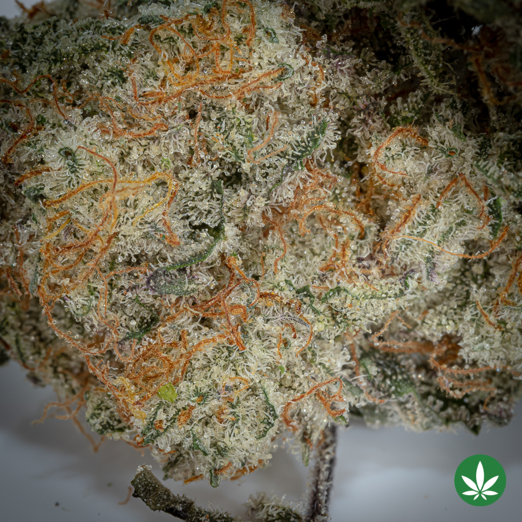 Alternative view of MAC10 (AAAA+) - Smalls Only