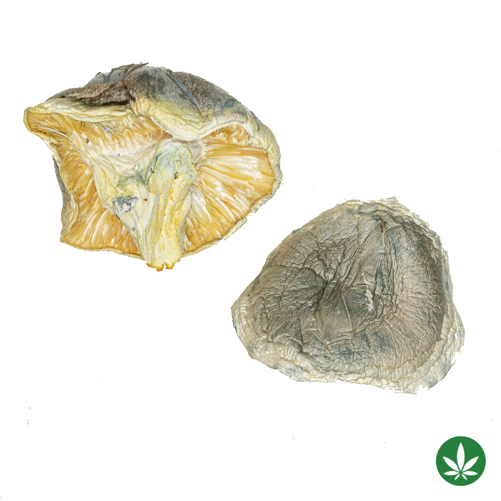 Albino Thai Lipa Yai