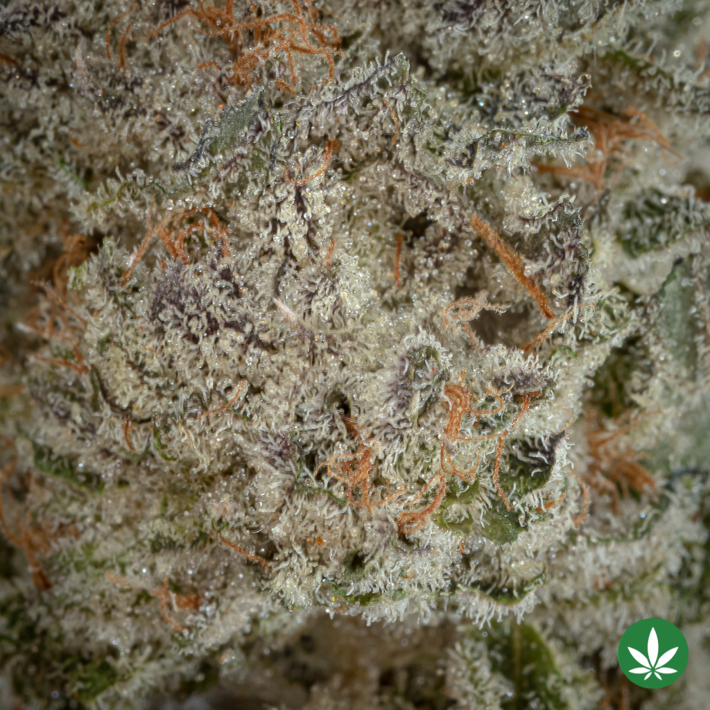 Zoap (AAAA+) - Image 2