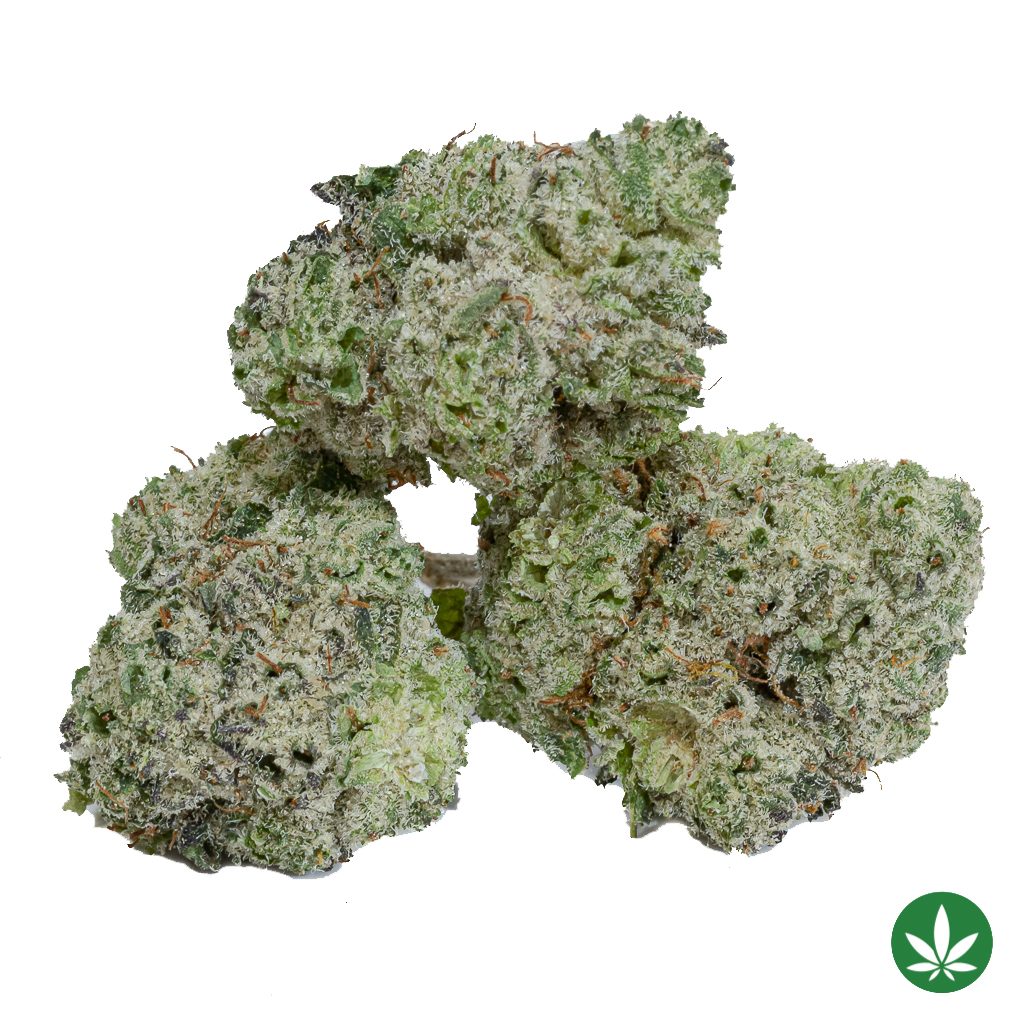 Purple Mimosa (AAAA+) – Smalls Only