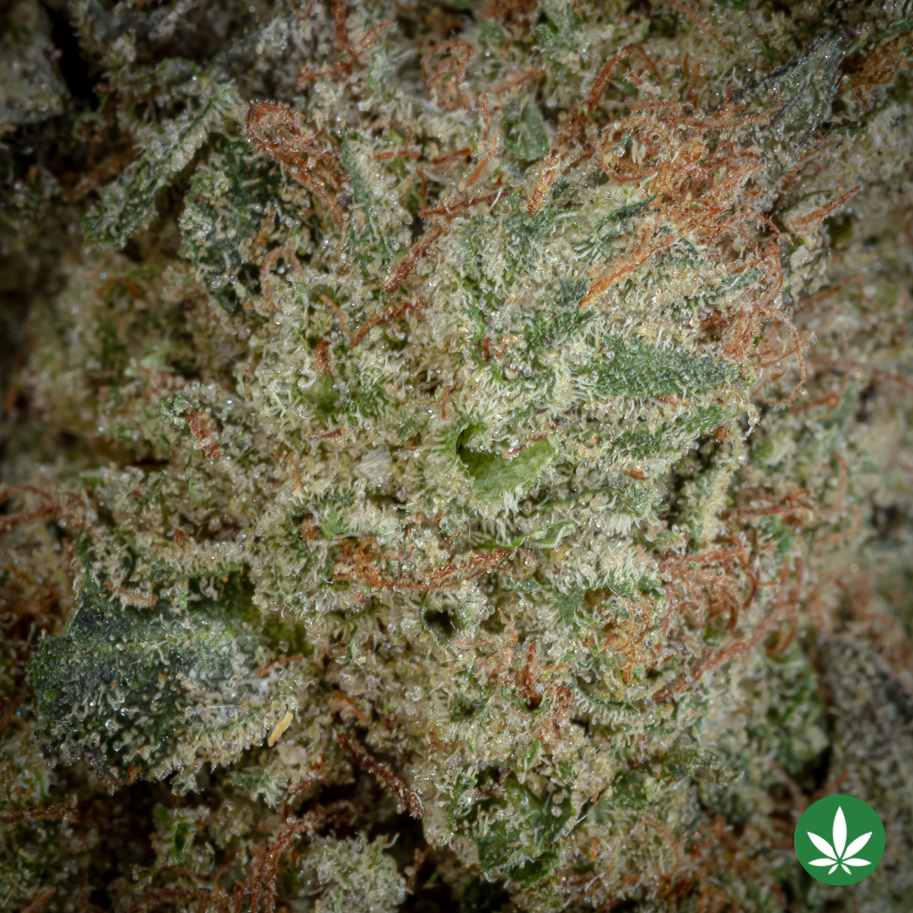 El Muerte (AAAA+) - Image 2