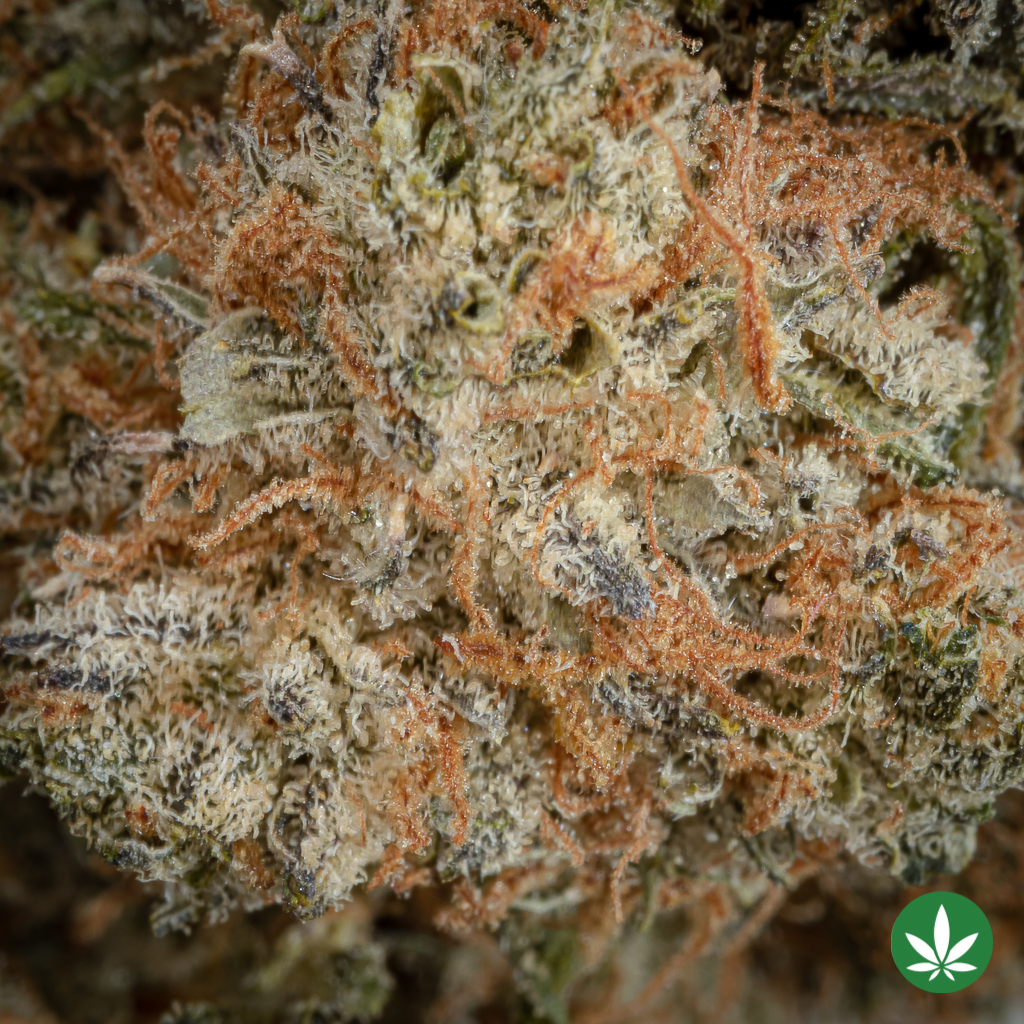 Alternative view of UK Cheese (AAA+)