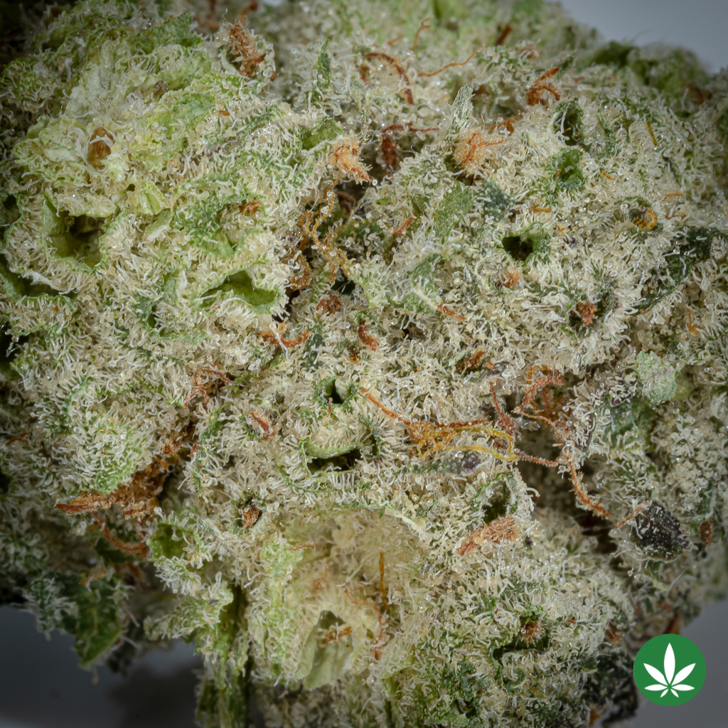 Alternative view of Purple Mimosa (AAAA+) – Smalls Only