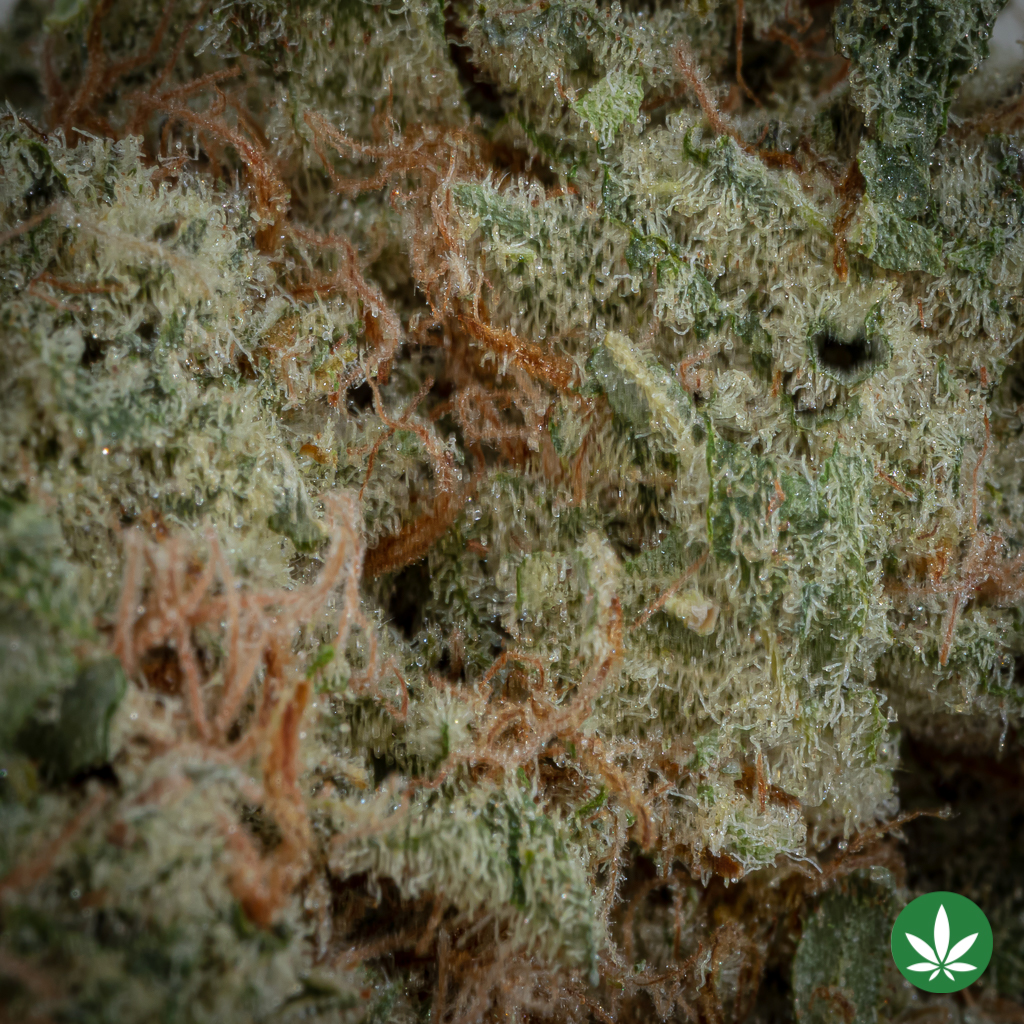 Sugar Cookie (AAAA+) - Image 2