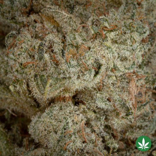 Alternative view of Hawaiian Haze (AAA+)