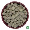 Jelly Breath (AAAA+) - Smalls Only