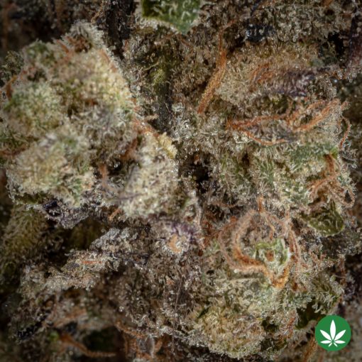 Alternative view of Greasy Runtz (AAAA+)