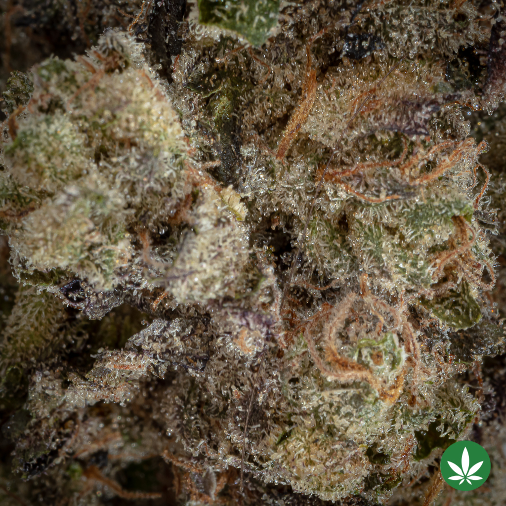 Greasy Runtz (AAAA+) - Image 2